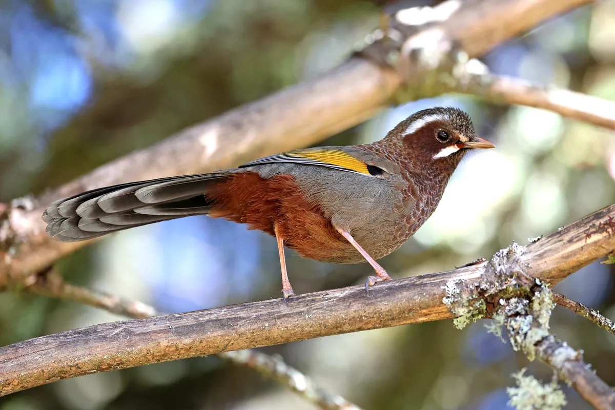 Beautiful bird photography 1