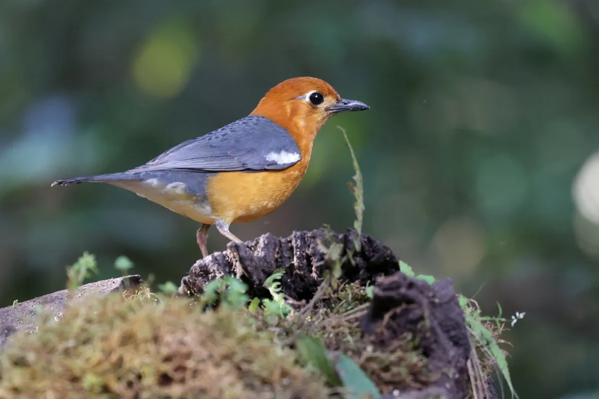 Explore birding locations worldwide
