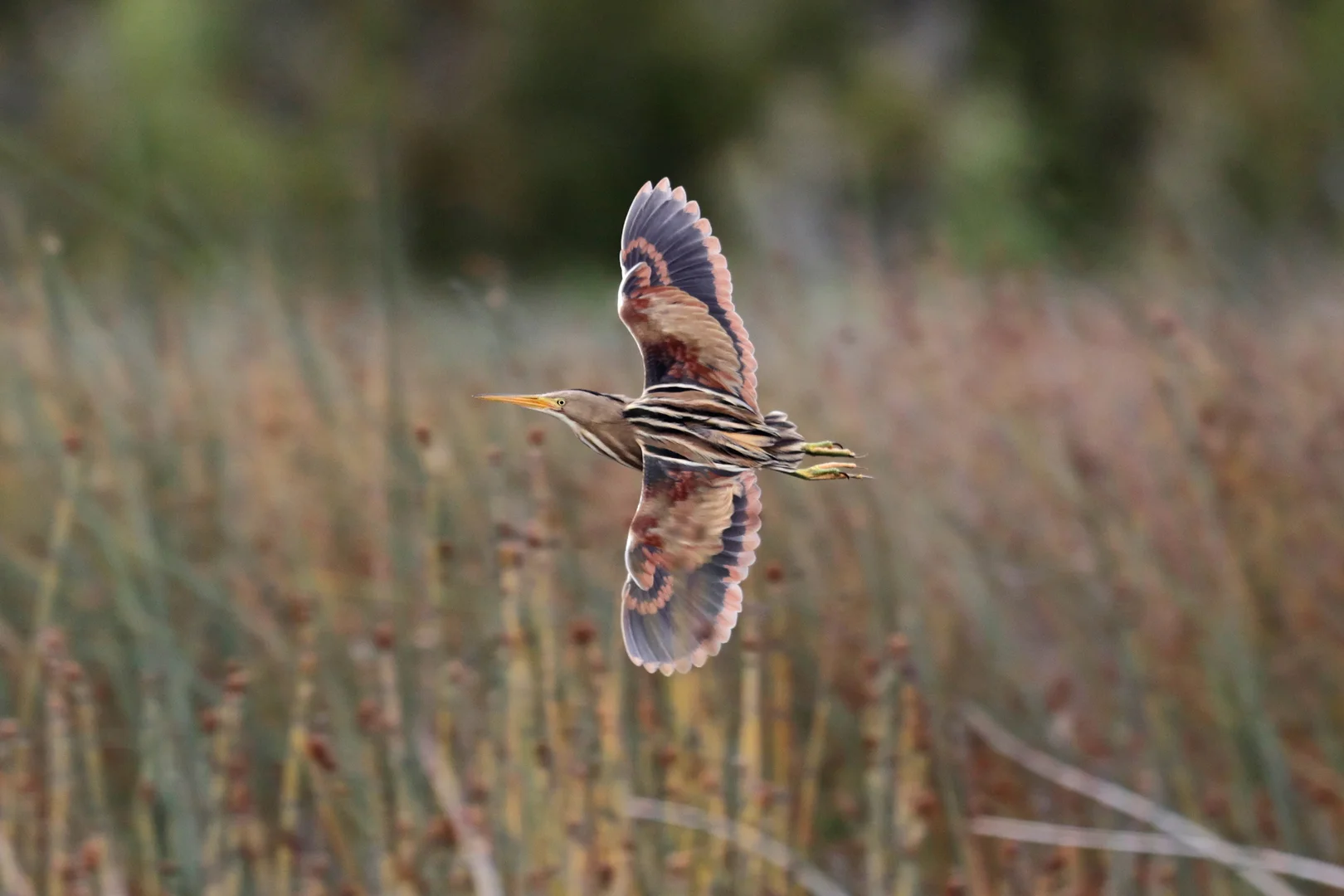 Beautiful bird photography 9