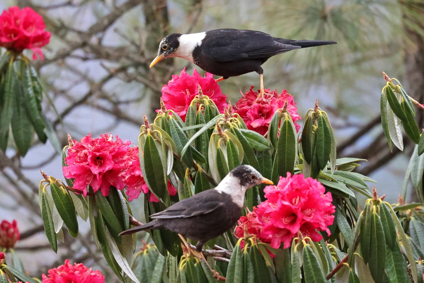 Beautiful bird photography 12